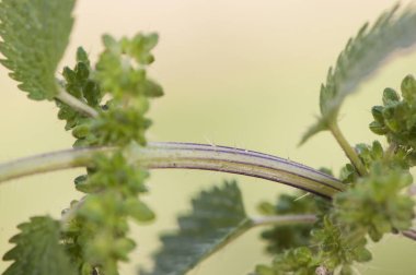 Urtica dioica yıllık ısırgan otu yeşili. Sinir bozucu dikenleri olan çok yaygın gölgeli yerler. Gerçi pişirildiğinde, ışık parlayarak yenilebilir.