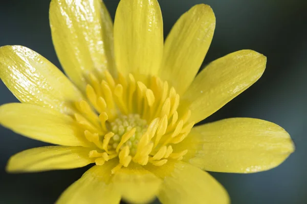 Ranunculus Ficaria Menor Celandine Pilewort Buttercup Flor Amarela Bom Tamanho — Fotografia de Stock
