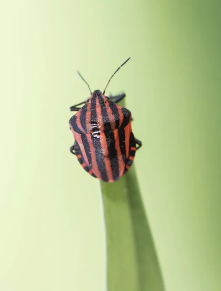 Graphosoma Lineatum Schöne Rote Stinkwanze Mit Schwarzen Linien Sehr Häufig — Stockfoto