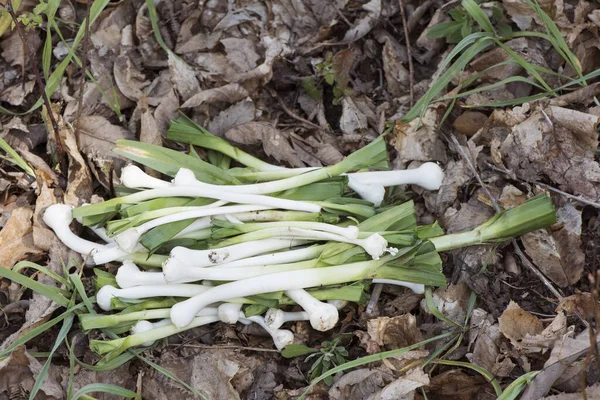 Allium Ampeloprasum Broadleaf Wild Leek Edible Wild Plant Very Cultivated — Stockfoto