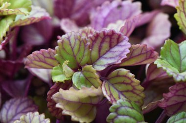 Plectranthus verticillatus İsveç sarmaşığı ya da begonya salkımlı plectranthus kaba bitkisi geniş bir alana yayılmış et ve yeşil yaprakları için parlak kırmızı venation ışığı ile koyu kırmızı venation yaprakları