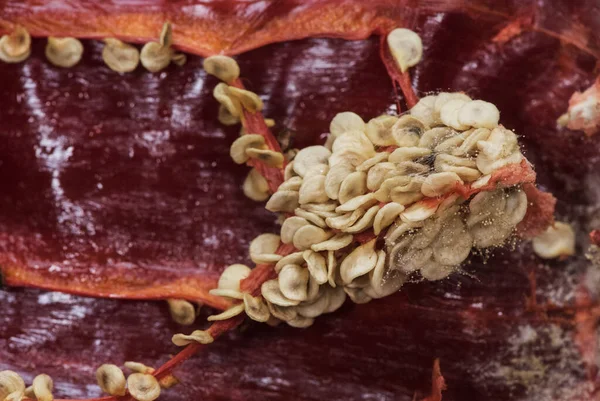 Trockene Paprika Samen Als Dressing Der Traditionellen Andalusischen Küche Verwendet — Stockfoto