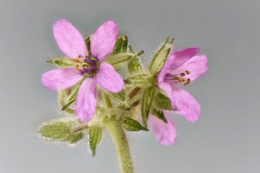 Erodyum sp kırmızısı filaree leylek gagası pinweed küçük mor pembe çiçek Endülüs 'ün çayırlarında çok yaygındır.