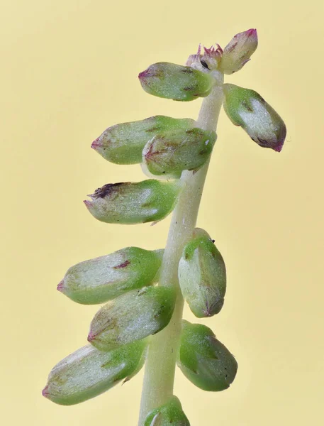 Umbilicus Rupestris Navelwort Planta Cor Verde Flores Espinha Peixe Crescendo — Fotografia de Stock