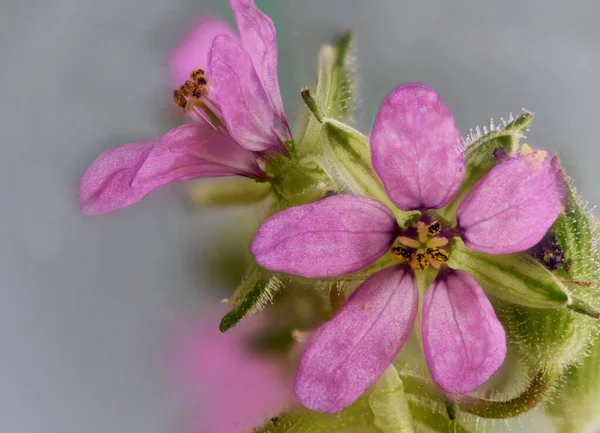 Erodyum Kırmızısı Filaree Leylek Gagası Pinweed Küçük Mor Pembe Çiçek — Stok fotoğraf