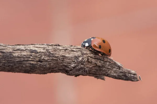 Coccinella Septempunctata Siebenfleckiger Marienkäfer Kleiner Orangefarbener Und Schwarzer Käfer Der — Stockfoto