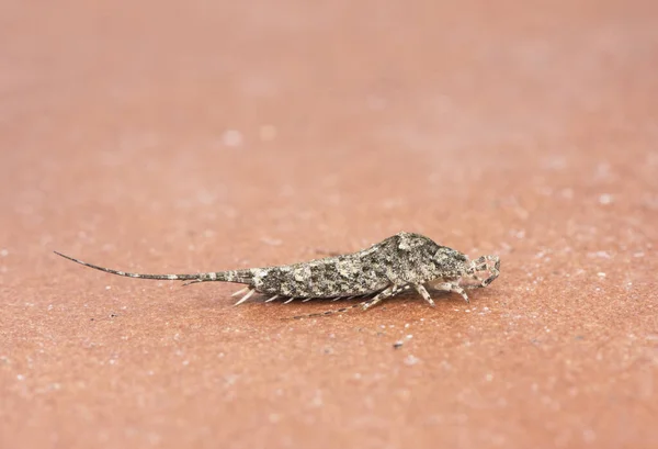 Promesomachilis Hispanica Bronzové Sněhové Štětiny Malý Hmyz Vypadá Jako Běžné — Stock fotografie