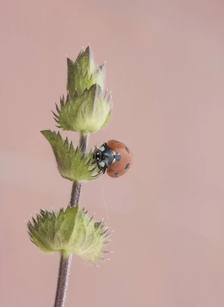 Coccinella Septempunctata Siebenfleckiger Marienkäfer Kleiner Orangefarbener Und Schwarzer Käfer Der — Stockfoto