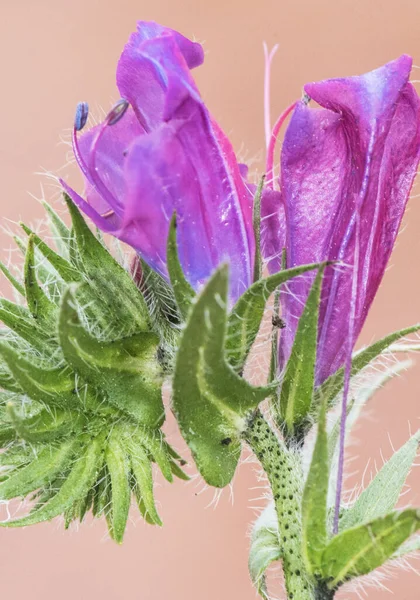 Echium Plantagineum Lila Vipern Bugloss Oder Patersons Fluch Lila Blume — Stockfoto