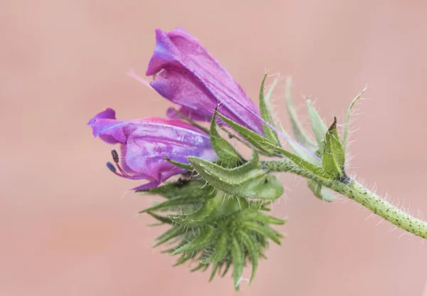 Echium Plantagineum Purple Vipers Bugloss Paterson 보라색 줄기에 가시처럼 머리카락 — 스톡 사진