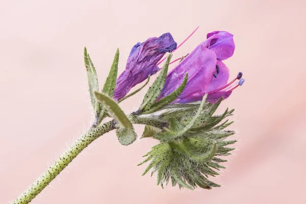 Echium Plantagineum Lila Vipern Bugloss Oder Patersons Fluch Lila Blume — Stockfoto