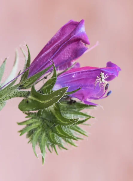 Echium Plantagineum Μωβ Οχιές Bugloss Patersons Κατάρα Μοβ Λουλούδι Στελέχη — Φωτογραφία Αρχείου