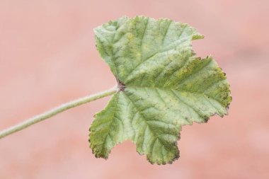 Malva Sylvestris, Endülüs tarlalarında yetişen bir ot olarak kabul edilir. Mor pembe ve beyaz çiçeklerden oluşan güzel bir çiçek.