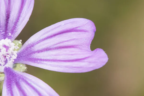 Malva Sylvestris Planta Malva Comum Considerada Uma Erva Daninha Que — Fotografia de Stock