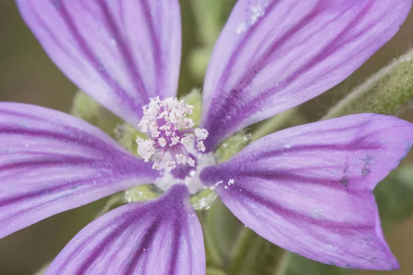 一种普通的软糖植物 被认为是一种杂草 它生长在安达卢西亚的田野里 闪烁着美丽的紫色 粉色和白色的大花 — 图库照片