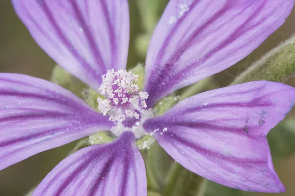 Malva Sylvestris Zwykłego Słodu Roślin Uważany Chwast Który Rośnie Całej — Zdjęcie stockowe