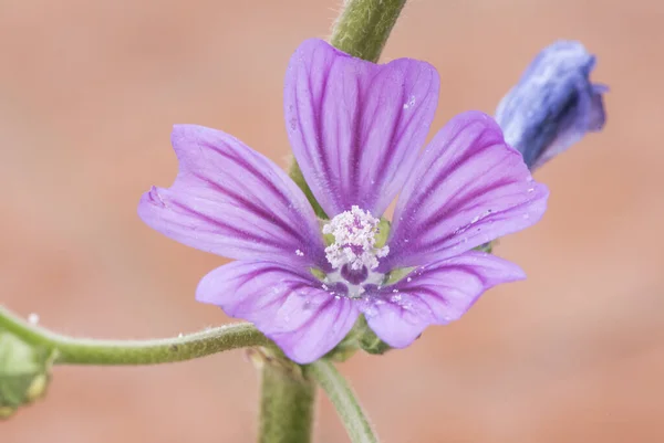 Malva Sylvestris Распространенное Растение Вишня Считается Сорняком Который Растет Всему — стоковое фото