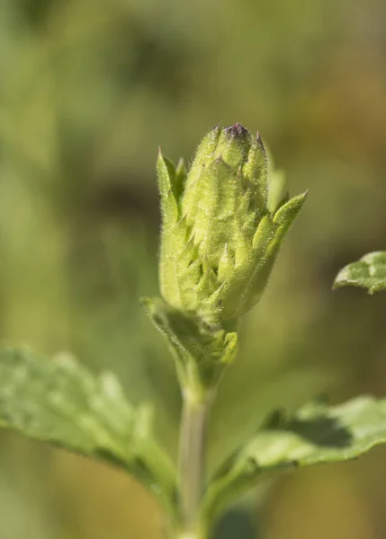 Sideritis Paulii Plante Couleur Verte Avec Petites Feuilles Soleil Plein — Photo