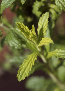 Sideritis paulii yeşil renkli bitki. Güneş altında küçük yaprakları var. Yaklaş.