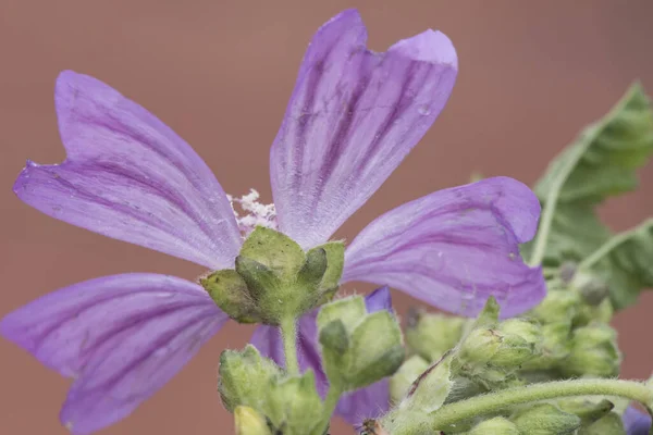 Malva Sylvestris Обыкновенный Фиолетовый Цветок Красными Венами Тычинками Белой Пыльцой — стоковое фото