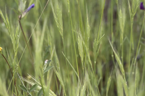 Green Spring Meadow Grasses Seen Close Flash Lighting — Stock Photo, Image