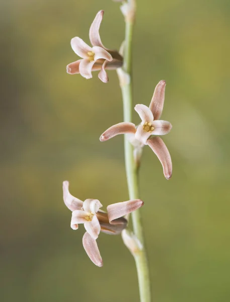 Dipcadi Serotinum Небольшой Светло Розовый Коричневый Дикий Гиацинт Несосредоточенных Зеленый — стоковое фото