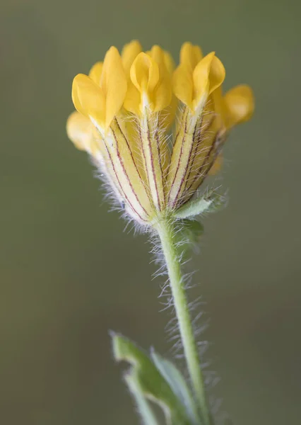 Hymenocarpos Lotoides Small Legume Plant Pretty Yellow Hairy Flowers Greenish — Stock Photo, Image