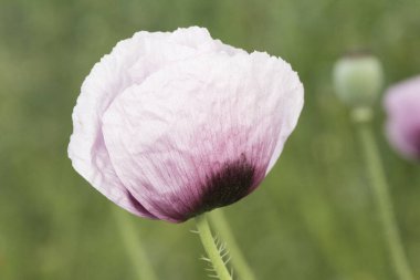 Papaver somniferum afyon. Ekmek tohumlu haşhaş. Büyük koyu kırmızı ve pembe çiçekli ve uzun yeşil saplı.