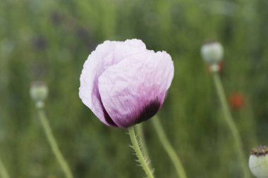 Papaver somniferum afyon. Ekmek tohumlu haşhaş. Büyük koyu kırmızı ve pembe çiçekli ve uzun yeşil saplı.