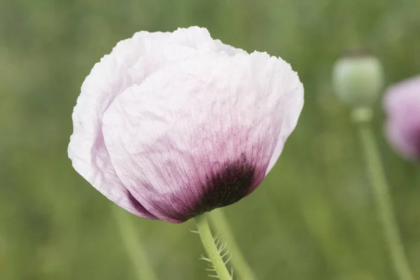 Papaver Somniferum Opium Chlebník Mák Rostlina Velkými Tmavě Červené Růžové — Stock fotografie