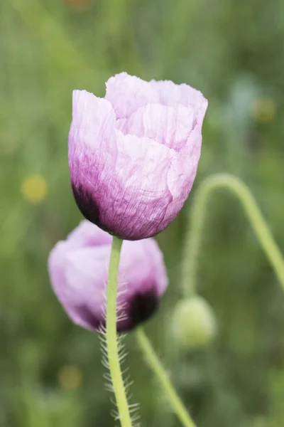 長い緑色の茎を持つ大きな濃い赤とピンクの花を持つPapaver Somniferumアヘンパン種ケシ植物フラッシュライティング — ストック写真