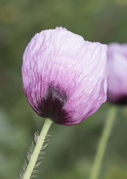 長い緑色の茎を持つ大きな濃い赤とピンクの花を持つPapaver Somniferumアヘンパン種ケシ植物フラッシュライティング — ストック写真