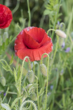 Papaver dubium uzun kafa haşhaş gözleri koyu kırmızı renkli güzel çiçek ve yeşil arka planda orta boy
