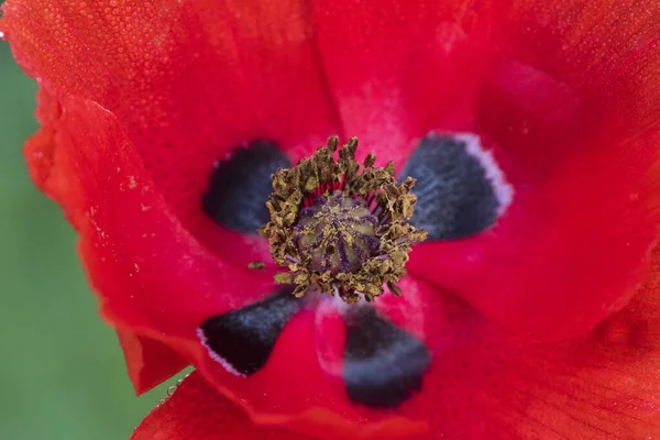 Papaver Dubium Dlouhá Hlava Mák Blindeyes Krásná Květina Tmavě Červené — Stock fotografie