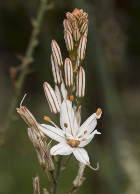 Asphodelus ramosus, kırmızımsı damarları olan güzel beyaz çiçeklerle dolu uzun çubuklu asphodel bitkisini dallandırdı.