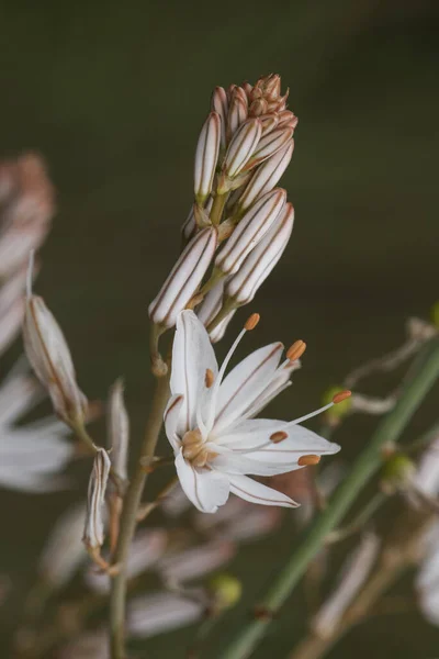 Asphodelus Ramosus Kırmızımsı Damarları Olan Güzel Beyaz Çiçeklerle Dolu Uzun — Stok fotoğraf