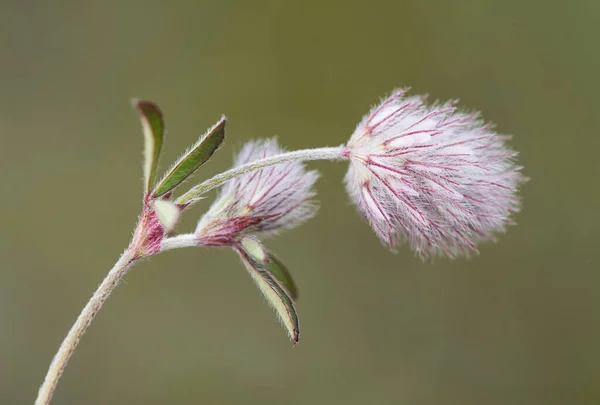 Trifolium species clover cotton-looking fruits with hairs and reddish venation flash lighting