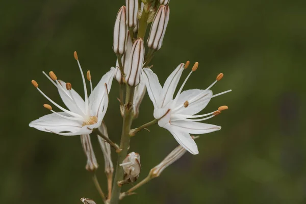 Asphodelus Ramosus Planta Asphodel Ramificada Con Varillas Altas Llenas Hermosas —  Fotos de Stock