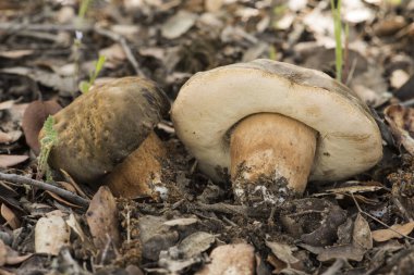 Boletus aereus queen bronz bolete lezzetli yenebilir mantar koyu kahverengi kaplama ve beyaz gözenekler parlayarak ışık saçar