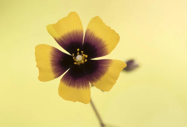 Xolatha Tuberaria guttata the spotted or annual rock-rose beautiful flower with yellow and purple orange petals in the center flash lighting