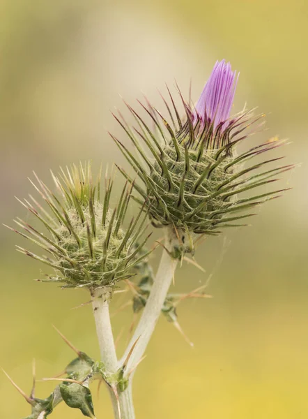 Galactites Tomentosa Melkdistel Elegante Roze Witte Distel Groenachtige Achtergrond Licht — Stockfoto