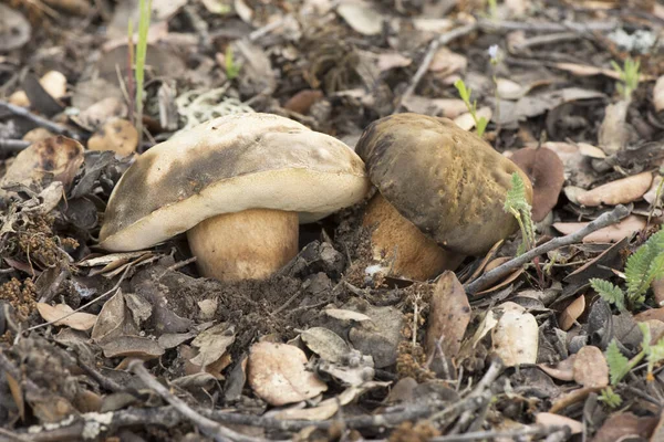 Boletus Aereus Queen Bronze Bolete Delicious Edible Mushroom Dark Brown — стоковое фото