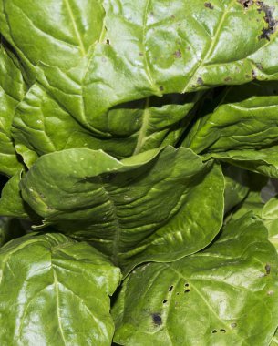 Koyu yeşil ışıklı taze organik pazı yaprakları.