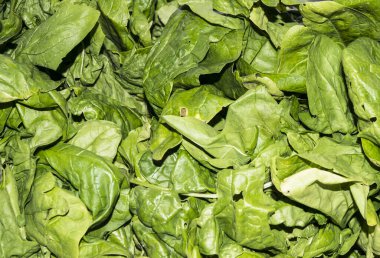 Koyu yeşil ışıklı taze organik pazı yaprakları.