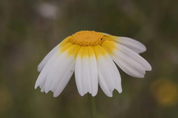 Глібіоніс Коронарія Корона Дейзі Велика Квітка Білими Пелюстками Жовтим Підставою — стокове фото
