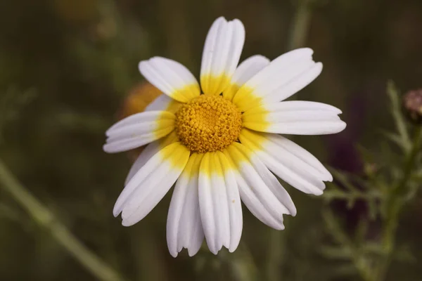 Glebionis Coronaria Crown Daisy Большой Цветок Белыми Лепестками Желтым Основанием — стоковое фото