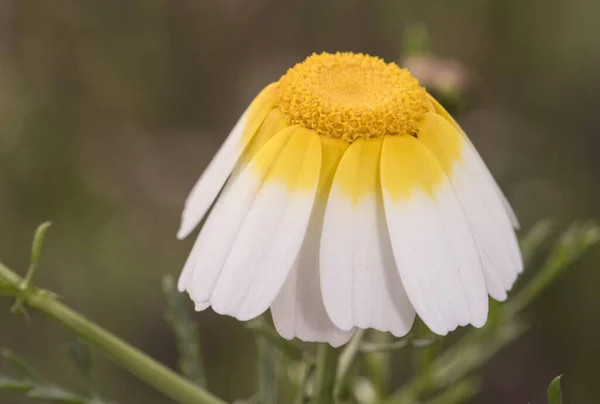 Glebionis Coronaria Crown Daisy Большой Цветок Белыми Лепестками Желтым Основанием — стоковое фото