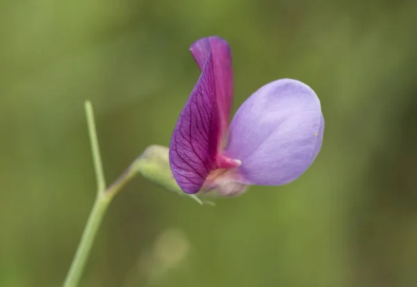 Lathyrus Clymenum Espanjan Vetchling Luonnonvaraisten Lupiini Arvokas Violetti Sininen Väri — kuvapankkivalokuva
