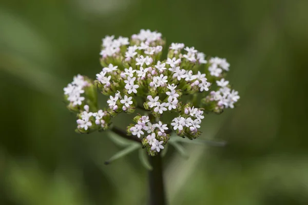 Centranthus Calcitrapae Испанский Валериана Растение Маленькими Белоснежными Розовыми Цветами Группах — стоковое фото