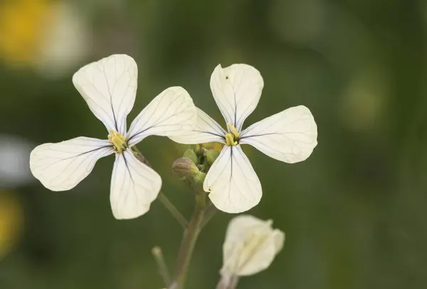 Raphanus Raphanistrum Rábano Silvestre Planta Herbácea Tamaño Mediano Con Cuatro —  Fotos de Stock